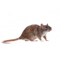 Proti potkanům a krysám